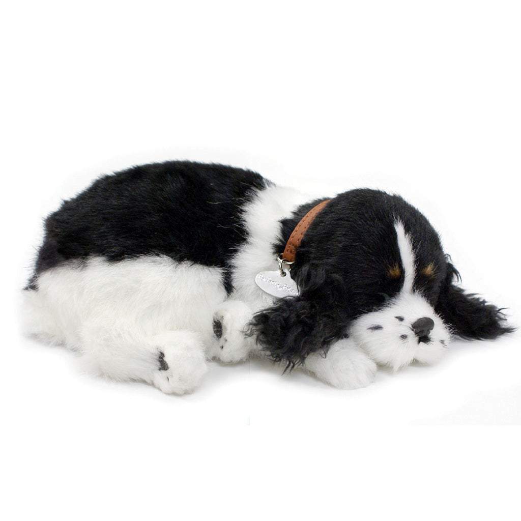 Perfect Pet Cocker Spaniel