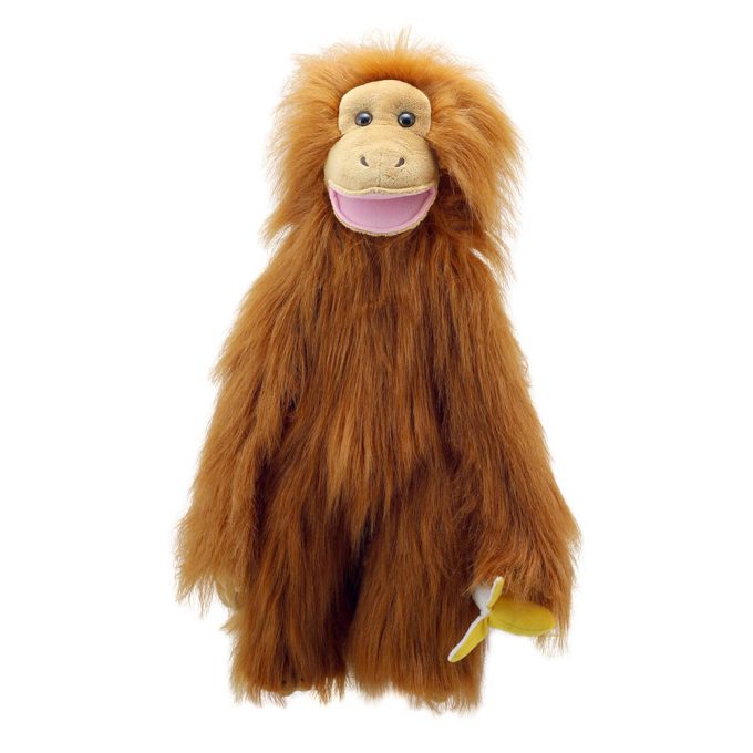 Primates Orangutan