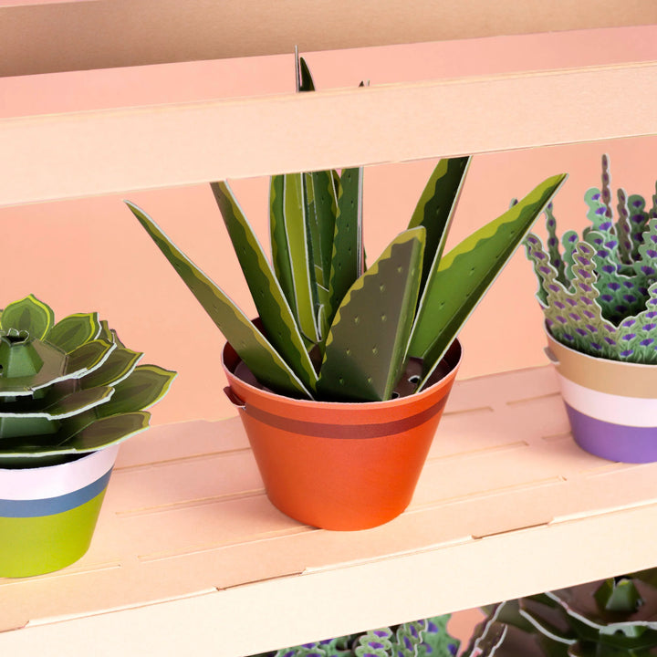 Make Your Own Healing Aloe Vera